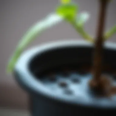 Close-up of drainage holes in a plant grow pot