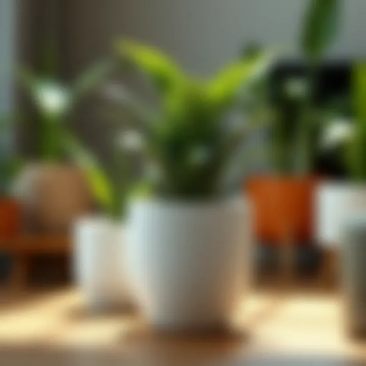 Innovative designs of modern plant grow pots