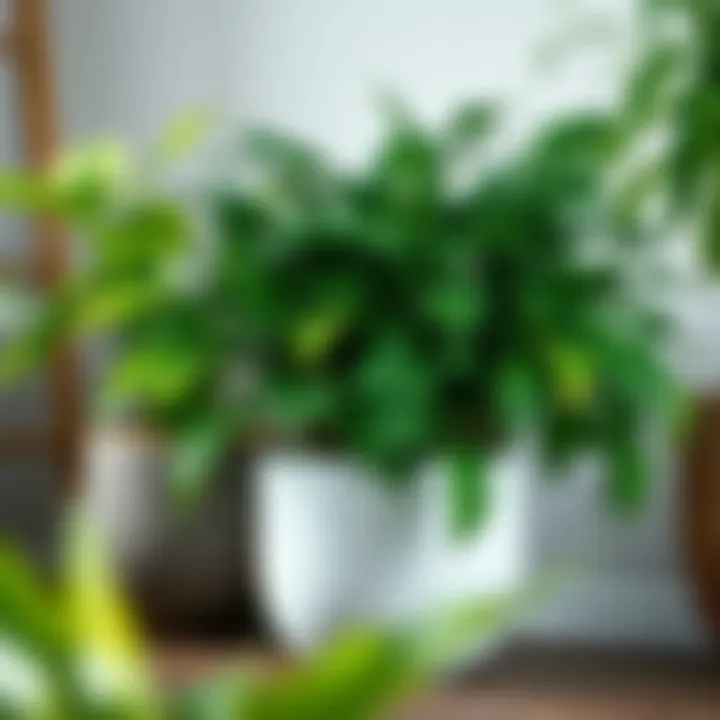 Vibrant greenery displayed in a ceramic pot