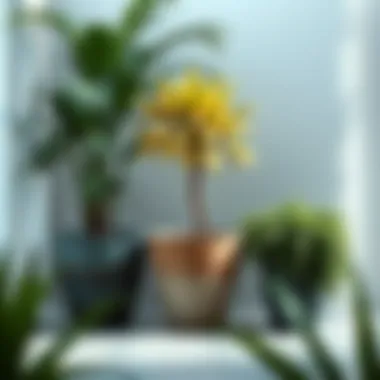 Different styles of extra large ceramic pots