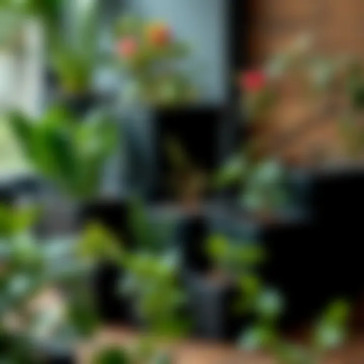 Different sizes of square black plastic plant pots used for various plants