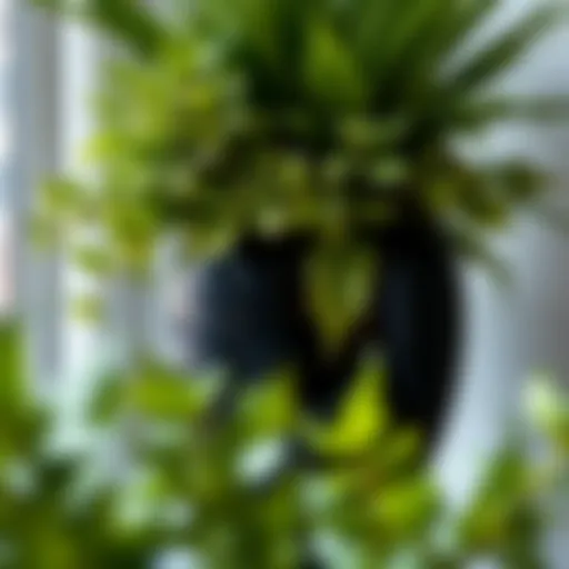 Elegant Black Container with Lush Greenery Elegant black container with vibrant green plants