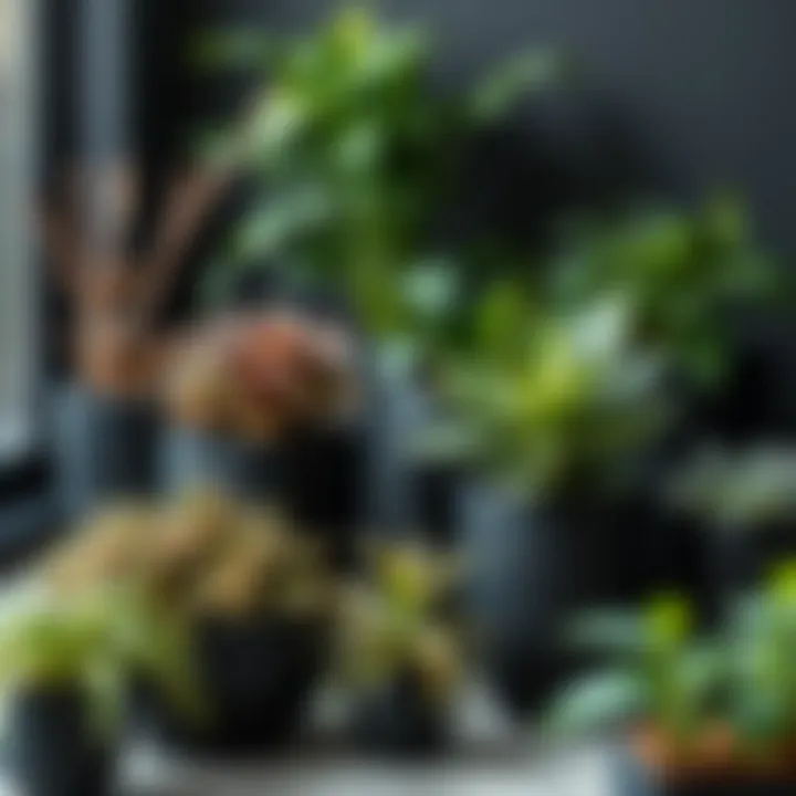 Variety of black containers showcasing diverse plant arrangements