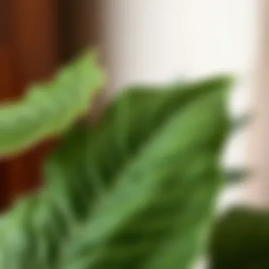 Intricate Leaf Texture of Faux Fiddle Tree Close-up of the leaves of a faux fiddle tree plant