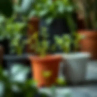 Healthy Plant Growth in Heavy Duty Plastic Pots Healthy plants thriving in heavy duty pots