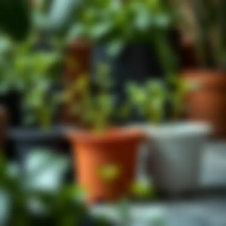 Healthy Plant Growth in Heavy Duty Plastic Pots Healthy plants thriving in heavy duty pots