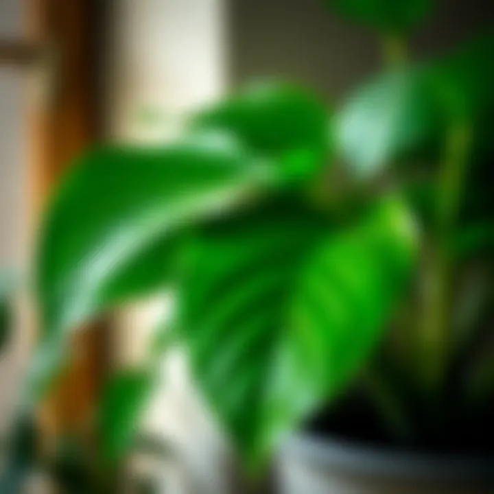 Close-up of a vibrant Pothos plant showcasing its foliage