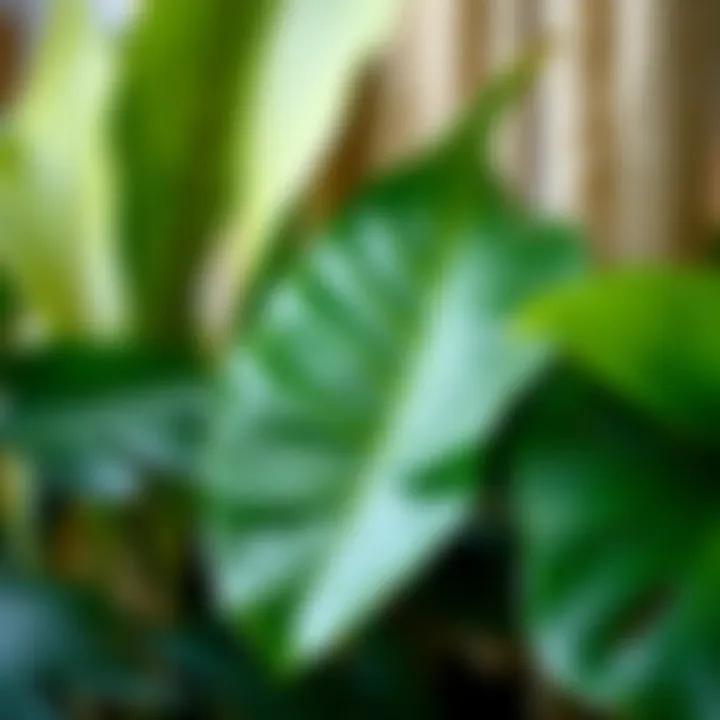 Materials Behind Artificial Tropical Foliage A variety of materials used in manufacturing fake tropical leaves