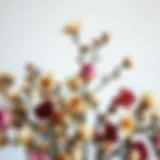 Aesthetic Composition of Dried Blossoms An elegant arrangement of dried blossoms showcasing various colors and textures