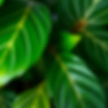 Close-up of eucalyptus leaves showcasing their texture and color