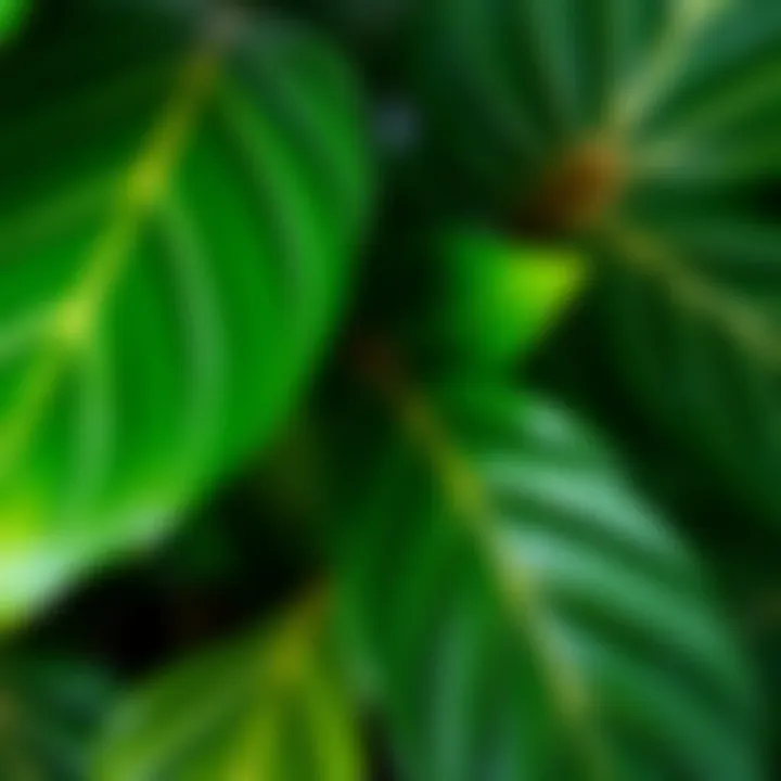 Close-up of eucalyptus leaves showcasing their texture and color